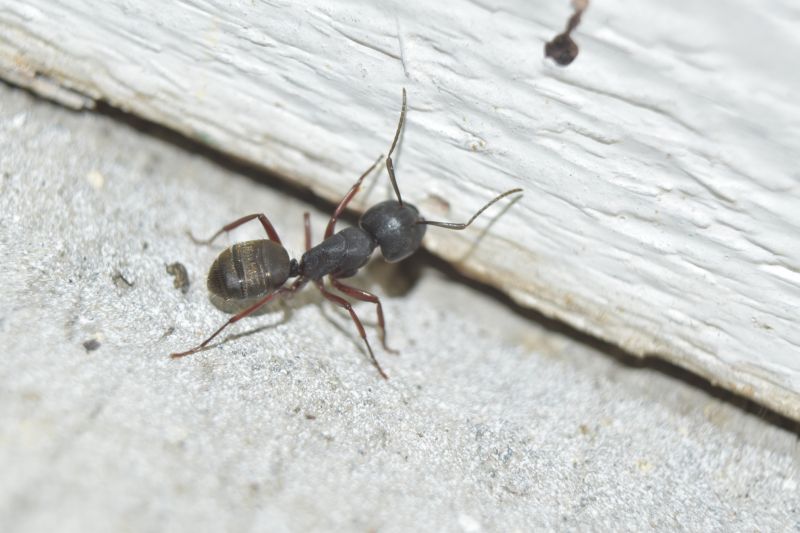 Carpenter Ant Extermination in Rockwall, TX