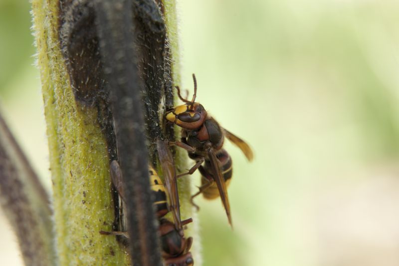 Wasp Control Cost Guide — Cost of Wasp Control