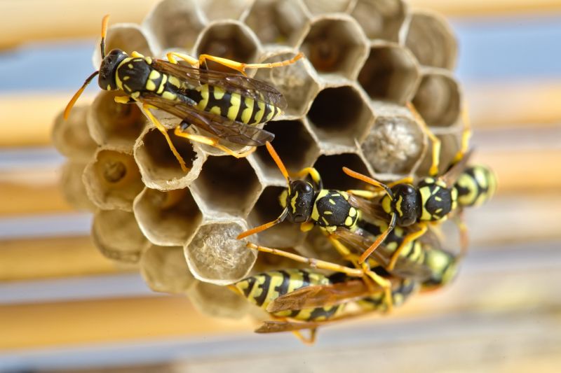 Wasp Control Cost Guide — Cost of Wasp Control