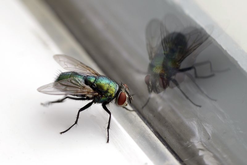 Fly Extermination in New Braunfels, TX