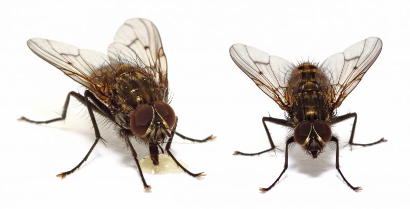 Fruit Fly Extermination in New Braunfels, TX