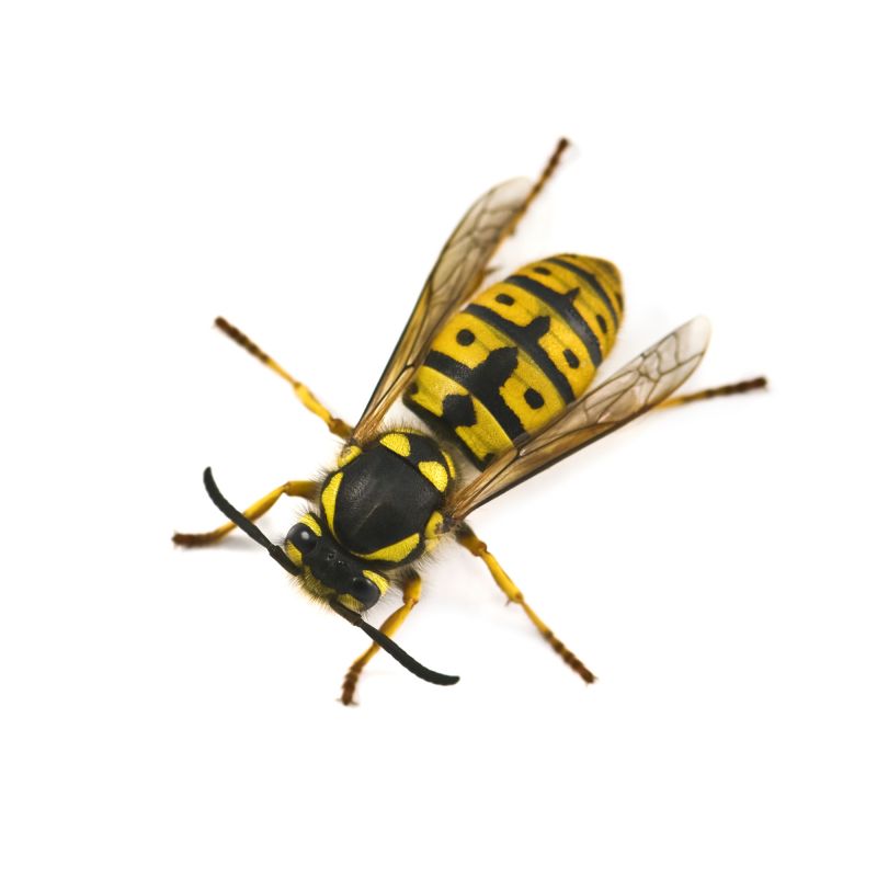 Signs You Have A Wasp, Hornet, Or Yellow Jacket Problem