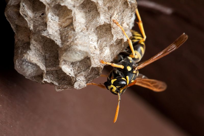 Wasp Control