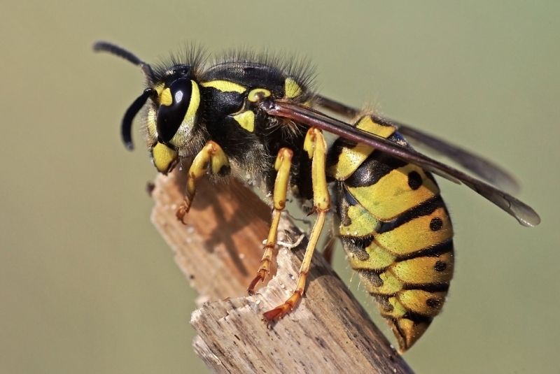 Wasp Control
