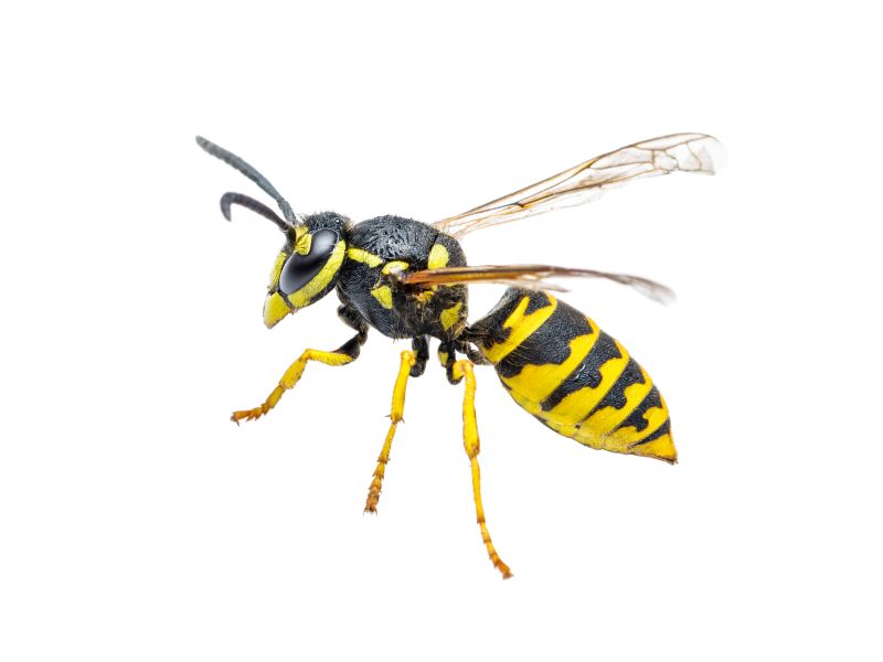 Wasp Control