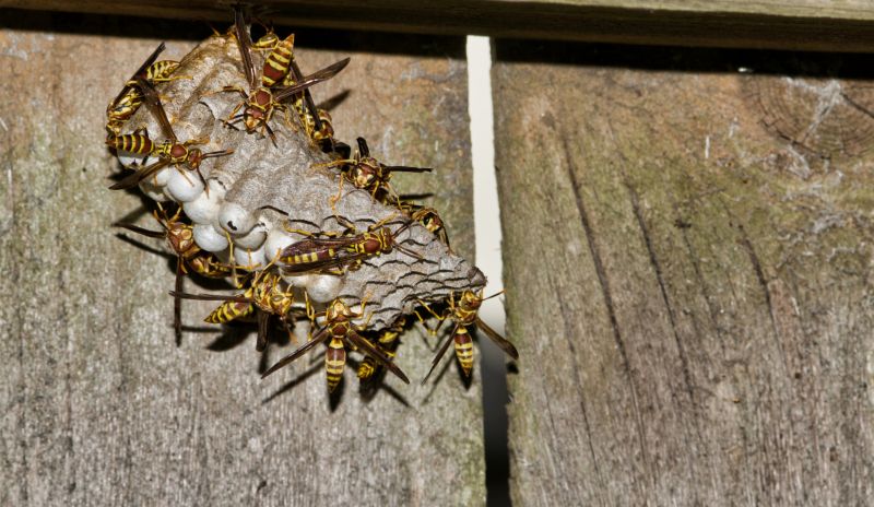 Wasp Nest in Spring