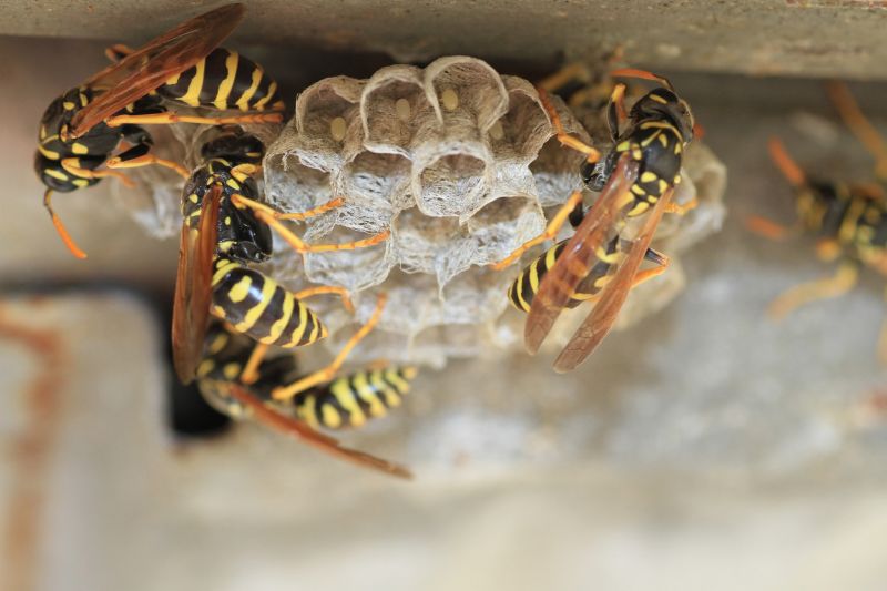 Late Season Wasp Nest