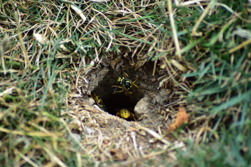 Wasp Entrance Hole