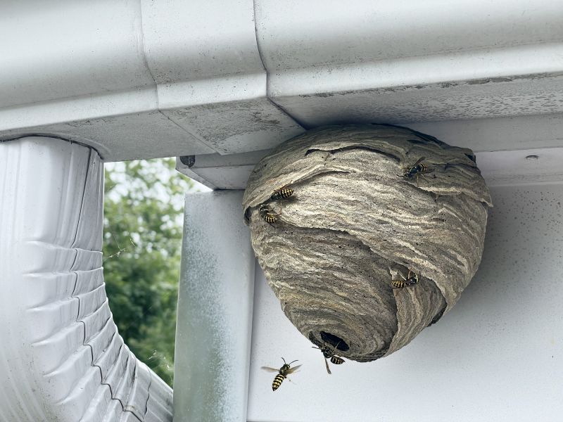 Wasp Nest in Attic